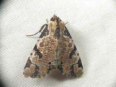 Stibaera thyatiroides