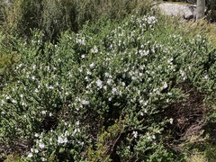 Prostanthera cuneata