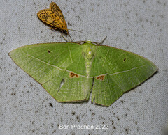 Tanaoctenia haliaria