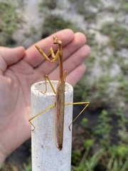 Stagmomantis floridensis
