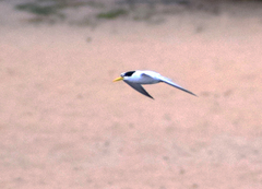 Sternula superciliaris