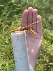 Stagmomantis floridensis