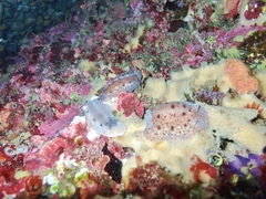 Alloiodoris lanuginata