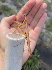 Stagmomantis floridensis