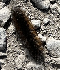 Pyrrharctia isabella