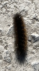 Pyrrharctia isabella