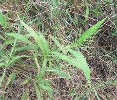 Urochloa fusca
