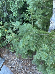 Abies lasiocarpa