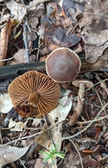 Cortinarius flexipes