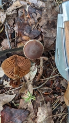 Cortinarius flexipes