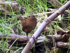 Troglodytes pacificus