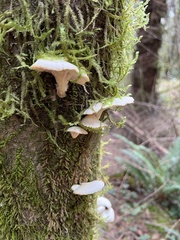 Pleurotus ostreatus