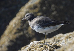 Calidris virgata