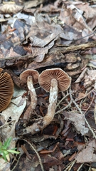 Cortinarius flexipes