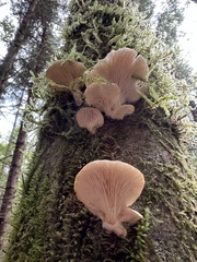 Pleurotus ostreatus