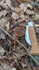Cortinarius flexipes