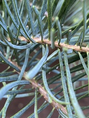 Abies concolor