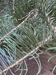 Abies concolor