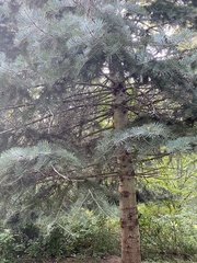 Abies concolor