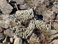 Ewartia nubigena