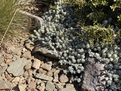 Ewartia nubigena