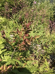 Vaccinium membranaceum