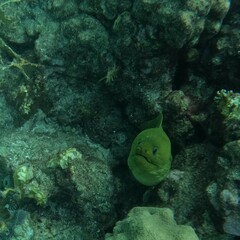 Gymnothorax funebris