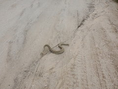 Crotalus scutulatus