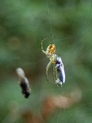 Mangora