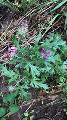Glandularia chiricahensis