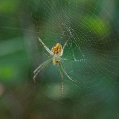 Mangora