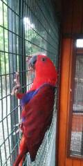 Eclectus