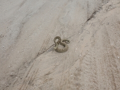 Crotalus scutulatus