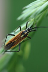 Leptopterna dolabrata