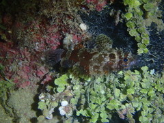 Scorpaenidae