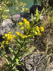 Solidago petiolaris