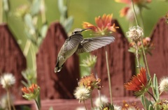 Archilochus alexandri