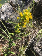 Solidago petiolaris