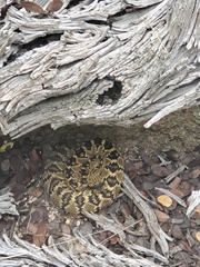 Crotalus molossus