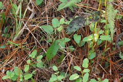 Stachys floridana