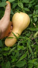 Cucurbita moschata