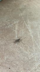 Trichocera