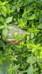 Cucurbita moschata