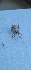 Araneus gemmoides