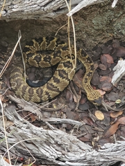 Crotalus molossus