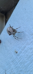 Araneus gemmoides