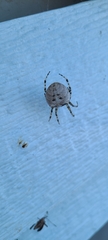 Araneus gemmoides