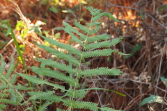 Pelazoneuron kunthii