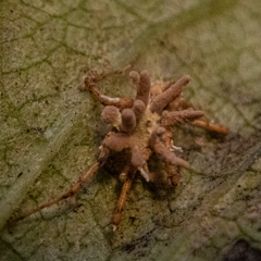 Gibellula
