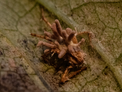 Gibellula
